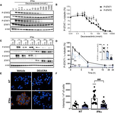 Deucravacitinib, a tyrosine kinase 2 pseudokinase inhibitor, protects human EndoC-βH1 β-cells against proinflammatory insults